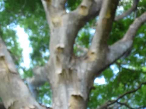 Header of Albizia procera