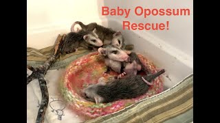 Baby Opossum Rescue!
