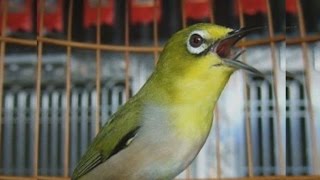 MASTERAN PLECI JOSS DAPUT BUKPAR NGEROL