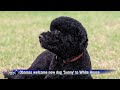 Obamas welcome new dog 'Sunny' to White House