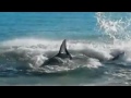 GREAT WHITE SHARK CHOKES TO DEATH ON SEA LION
