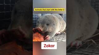 Animals That Start With The Letter Z