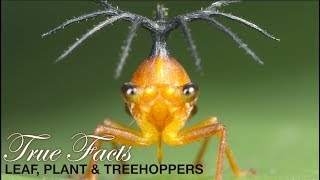 True Facts: Leafhoppers And Friends