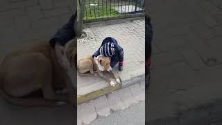 Arya Köpek Üşür