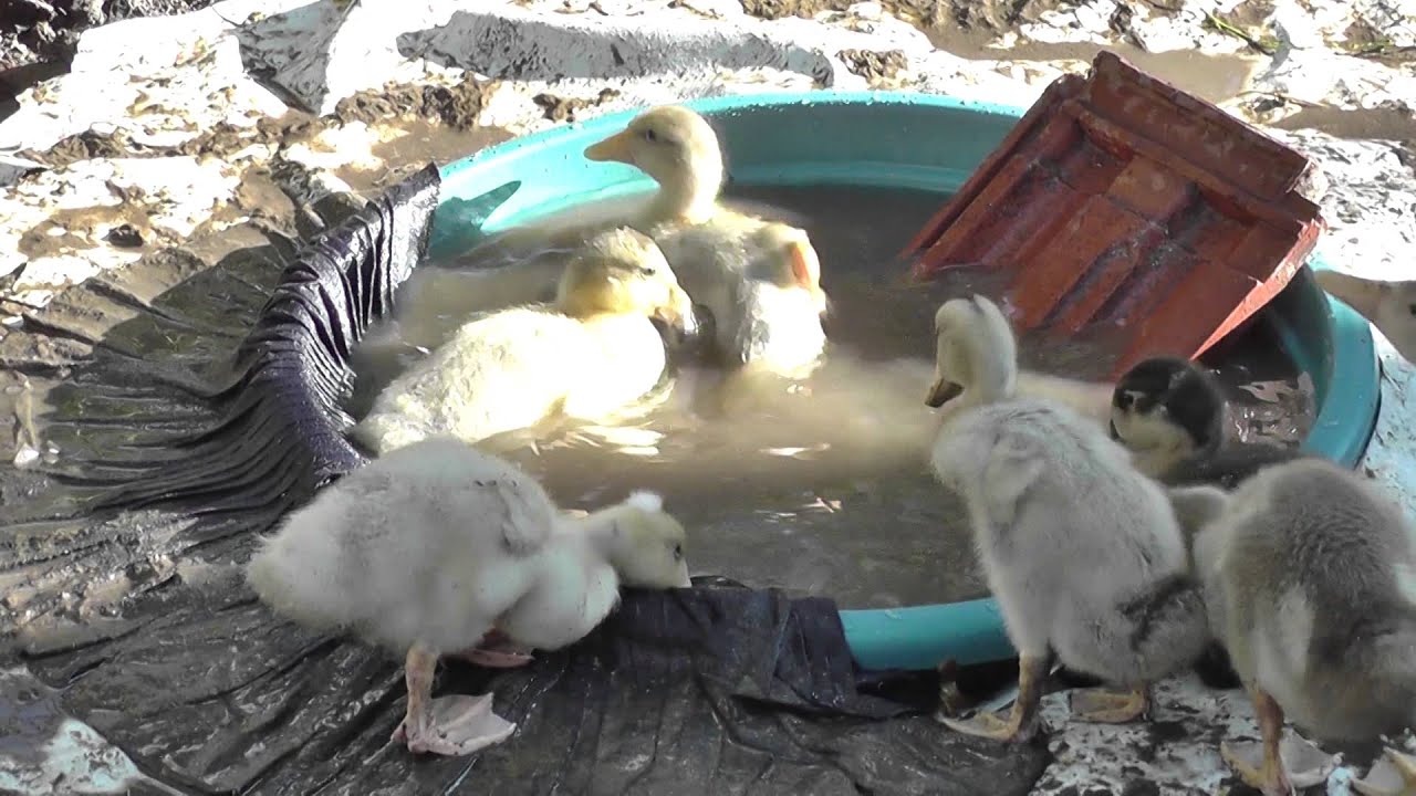 Как своими руками сделать водоем для уток Как своими руками сделать водоем для уток