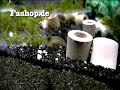 Blue Pearl Shrimp