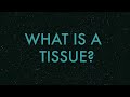 tissue
