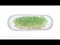 Broccoli: Sprouts vs. Supplements