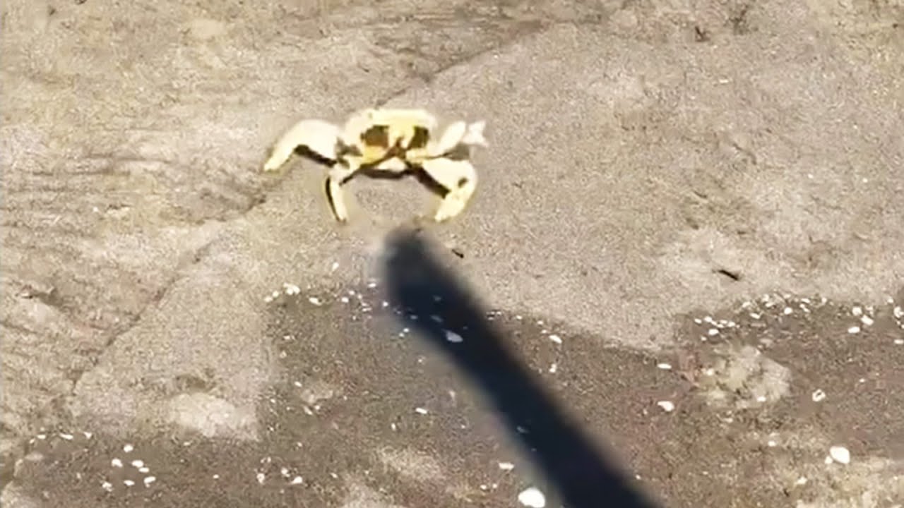 Finding Forbidden Tree Jelly