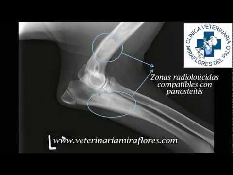 pano in dogs panosteitis in the german shepherd panosteitis pano pano in dogs panosteitis in the german shepherd panosteitis pano