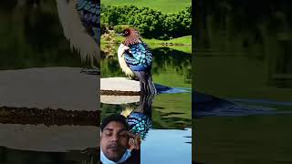 Allah Tala Me Dunya Me Aese Pakchi Bhi Banaen Hain