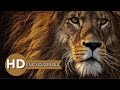 Amazing Serengeti: The Lion - King of the Savanna [HD Documentary]