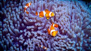 Underwater Macro, Komodo Islands, Indonesia