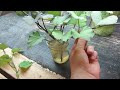 How To Grow Sweet Potato Slips: Week 6