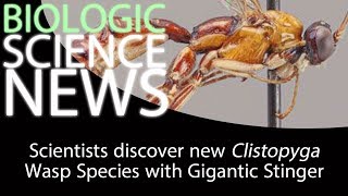Science News - Scientists discover new Clistopyga Wasp Species with Gigantic Stinger