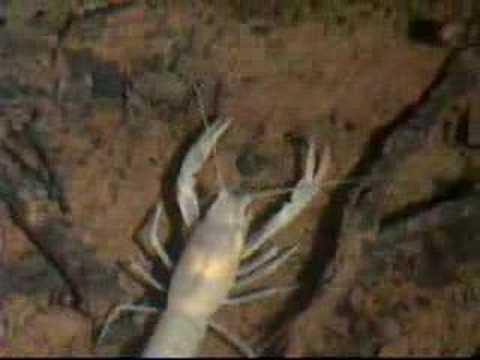 Blind White Crayfish