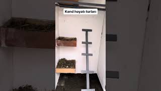 Toyuq Evi