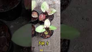 Caladium Thailand Ocean