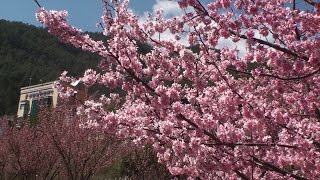 台灣櫻花之美-全台十大驚豔賞櫻景點 +賞櫻秘境