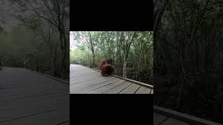 Male Orangutan Sitting On Path.