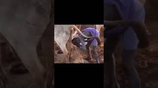 Yok Artık Ama Amonyak Doğal Inekten Afrika
