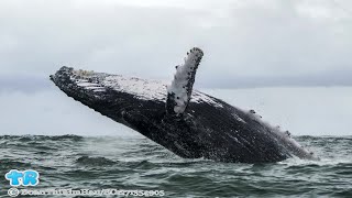 Watch: Humpback Whale Capsizes Boat in New Jersey | Gift Of Life
