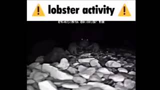 Lobster Activity