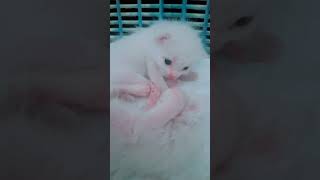 Si Bayi Udah Mandiri, Pinter Mandi Sendiri