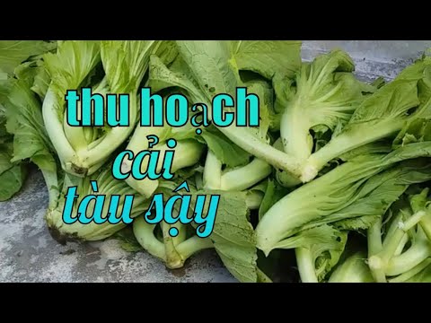 Cách làm kim chi cải sậy