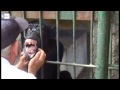 Pipo, el chimpancé que "reinó" el zoo de Nicaragua, sufre enfermedad mental