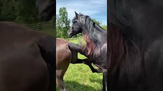 Stallion With Mares Gets A Little Kick Tennessee Walking Horses