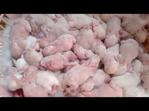 Cách Cho Thỏ Con Bú Sữa Khi Mùa Đông Về | Thỏ Tây Bắc