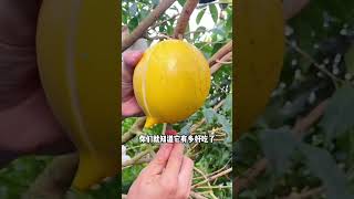 90% Of People Have Never Eaten This Fruit, It Is Pouteria Caimito, It Looks Delicious