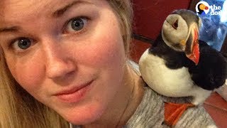 Rescued Puffin Spoiled By New Mom The Dodo
