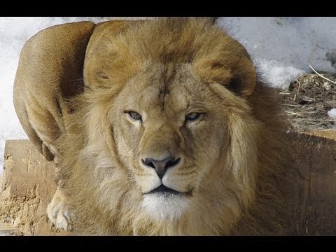 旭山動物園のライオンたち〜Lions  at Asahiyama Zoo