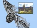 Limber Pine