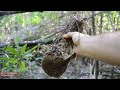 Primitive Technology: Yam, cultivate and cook