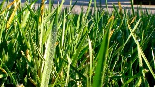 Grass Growing - Watch grass grow! - Live Stream