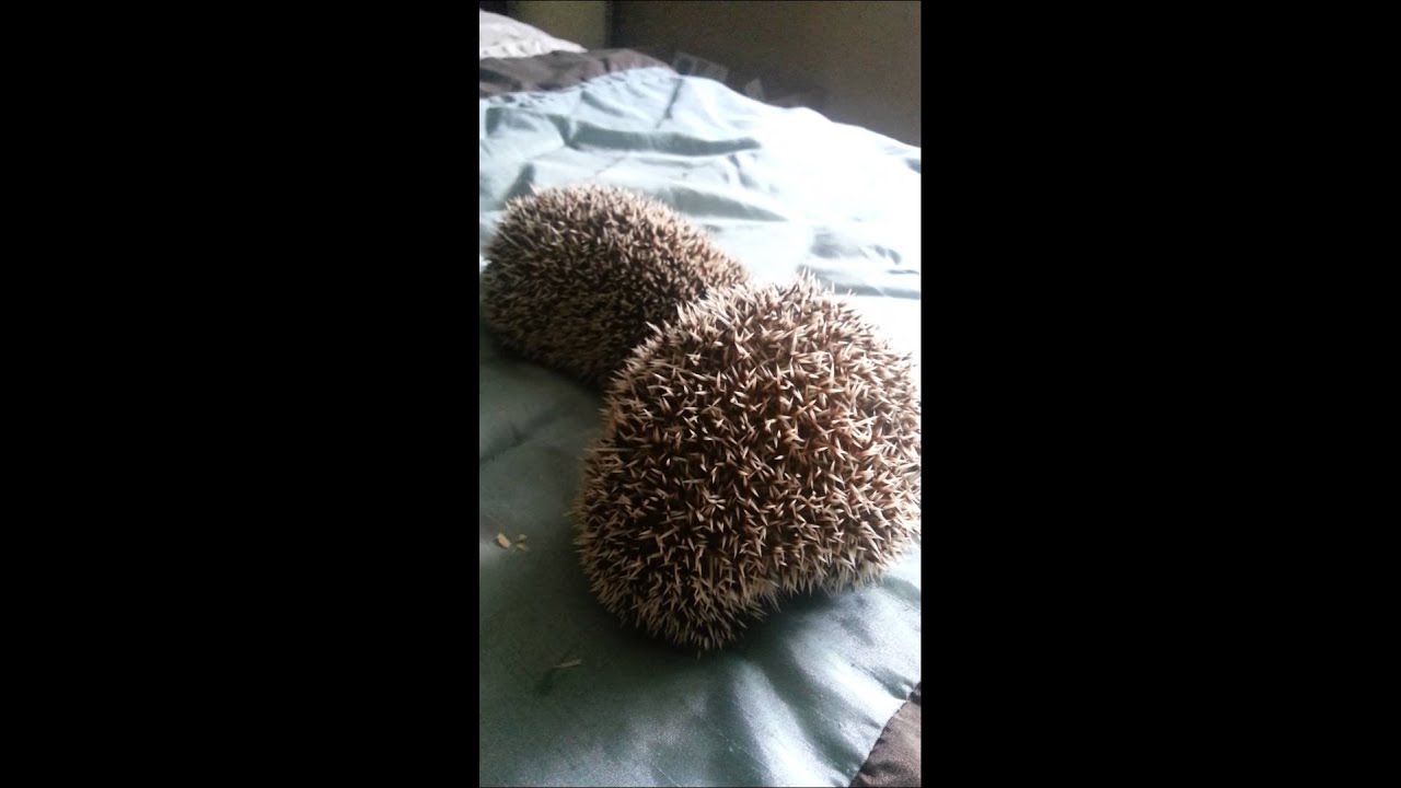 Hedgehog sounds YouTube
