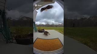 Cat Fights Back Against Eagle Attack Caught On Ring Camera