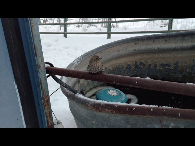 Man Rescues Finch Frozen To Fence With His Breath - Video