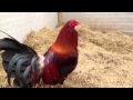 Game roosters gallos de pelea