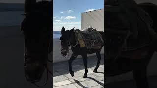 Donkeys In Santorini, Greece