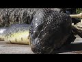 Giant Snake Caught In Red Sea Giant Snake Caught In Red Sea
