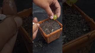 Propagate grape tree at home || How to grow grape tree from grape#Shorts