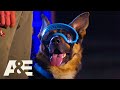 Rony the Goggle-Wearing K9 WINS Competition | America's Top Dog (Season 1) | A&E