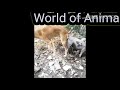 Indian Dog mates with pig in village