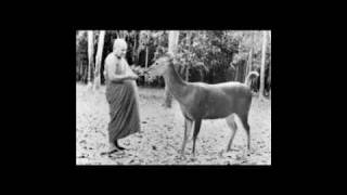 AJAHN CHAH - THE MIDDLE WAY WITHIN