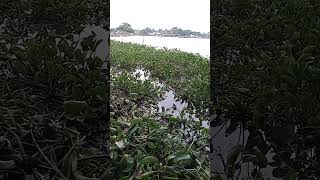 Situ Cipondoh Kota Tangerang Banten