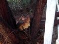 Improper Eucalyptus Tree Cutting and Growth